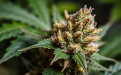 Stati in errore proibendo i social, libertà digitale a rischio