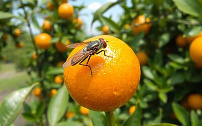 Agrumeti siciliani a rischio estinzione naturale per l’offensiva simultanea dei parassiti negli impianti italiani