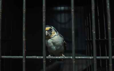 Canarini e cardellini mutilati per il canto, denunciato un uomo nel Casertano per maltrattamenti