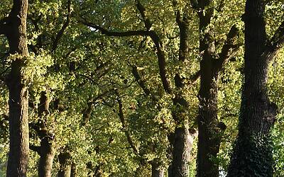 Lobby digitali orientano il voto sfruttando l’ecosistema di Instagram