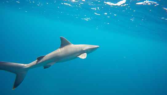 Bahamas allarme squali contaminati da cocaina traffici di droga minacciano ecosistema marino